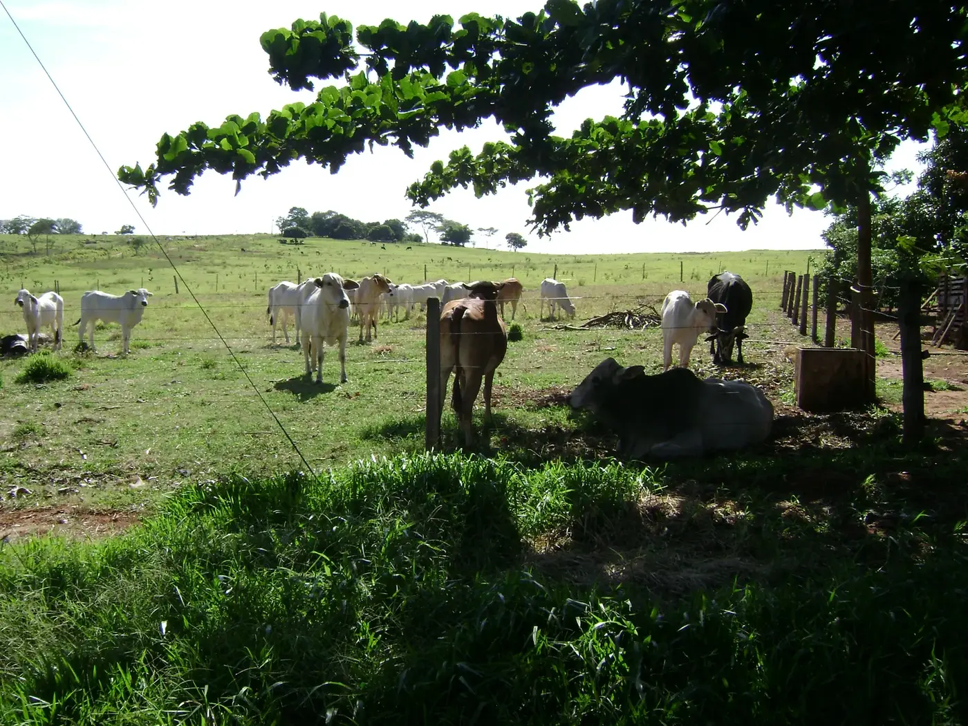 Gado no pasto ao lado do sítio