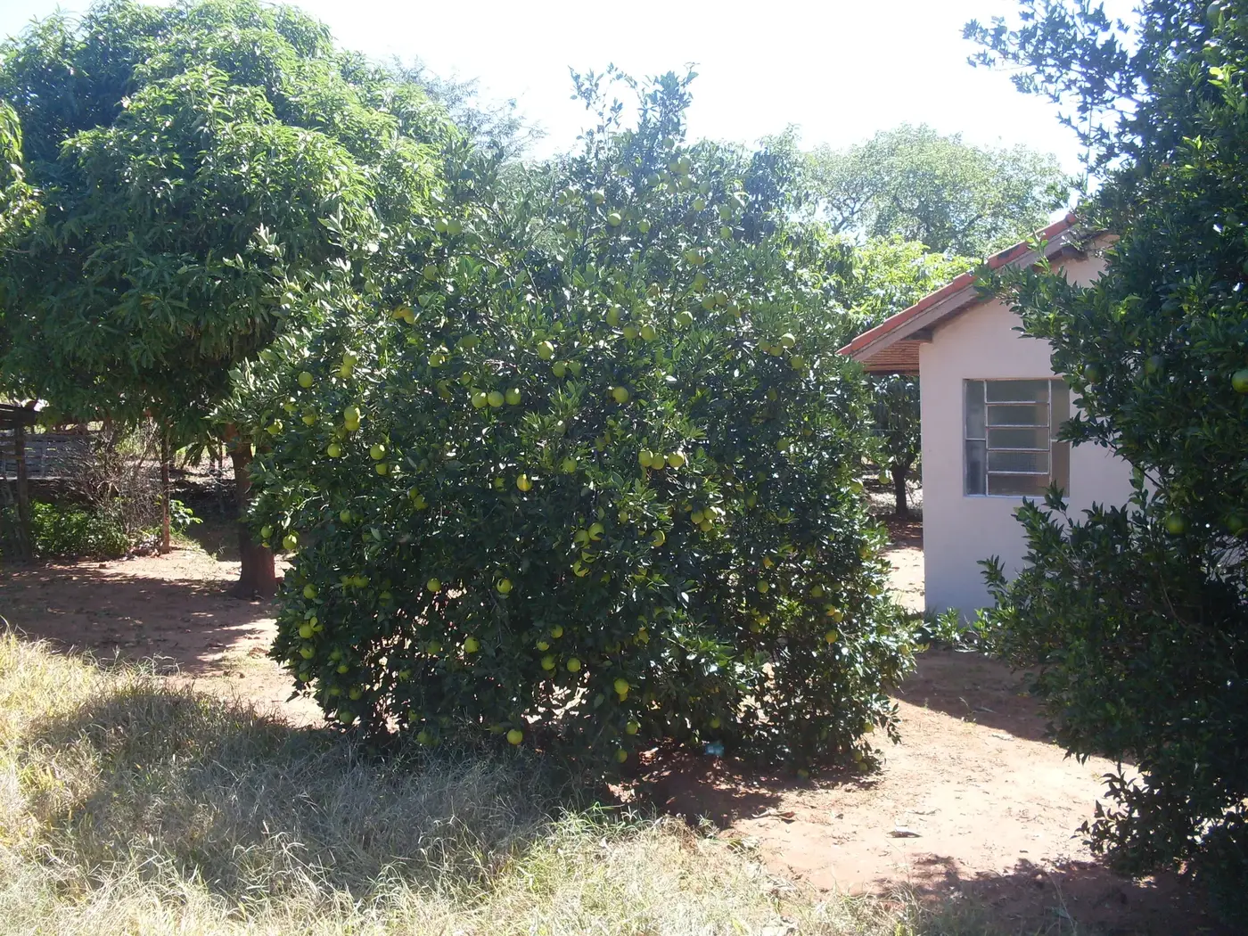 Quintal arborizado entre as duas casas do sítio